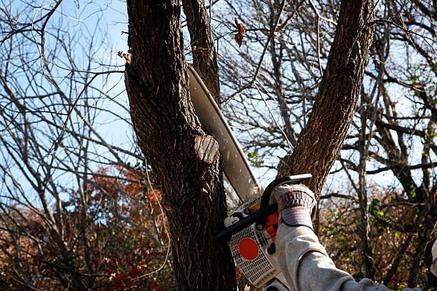 Trusted North Decatur, GA Tree Care Experts